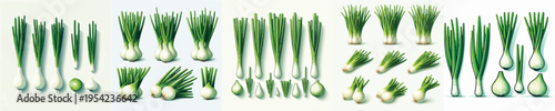 Green Onion Vector Illustration Collection