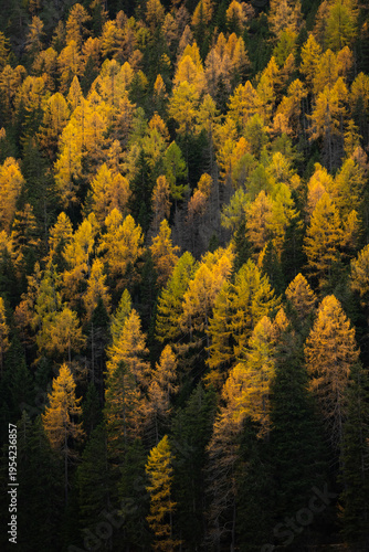 Autumn Forest in the Dolomites Italy