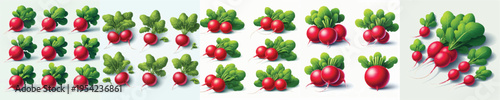 Radish Vector Illustration Collection