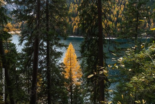 Autumn Trees by Lake in Dolomites Italy
