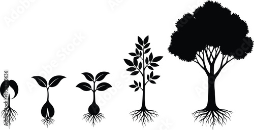 Tree growth stages cycle silhouette featuring seed sprout sapling and mature tree with roots isolated on white background for nature and business development.