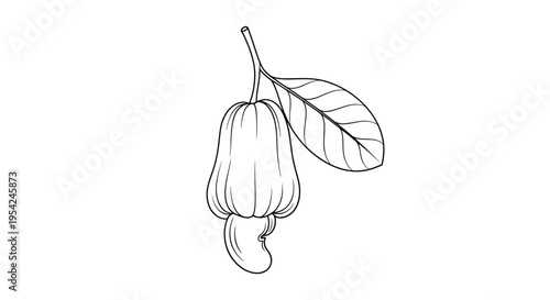Drawing of a single nutmeg fruit.