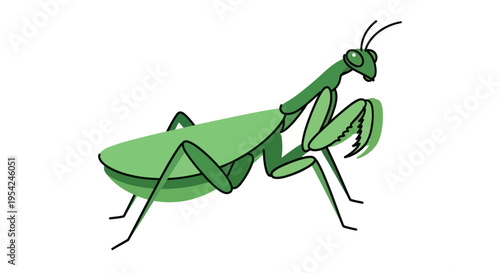 Green Praying Mantis Insect Closeup.