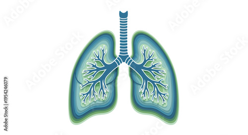 Human lungs anatomy medical illustration.