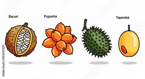 A colorful vector illustration of four exotic fruits, Bacuri, Pupunha, Taperebá, and a spiky green fruit, arranged in a row on a white background.