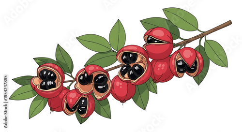 A vibrant vector illustration of a pomegranate branch with juicy red fruits and green leaves on a white background