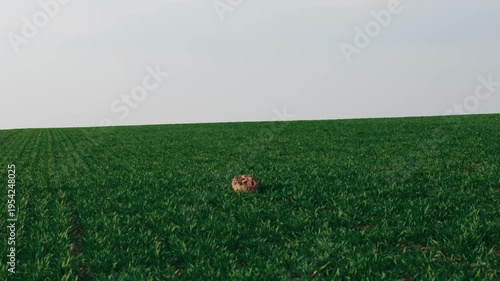 Aerial drone orbit around wild hare sitting in green agricultural field, Czech Republic