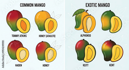 A colorful vector graphic illustration of various mango types, including common and exotic varieties.