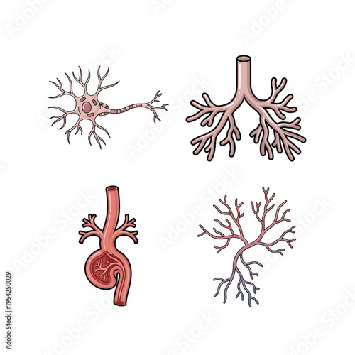 Neuroscience and Anatomy Illustration Set with Neuron Cells, Bronchial Tree, and Kidney for Education