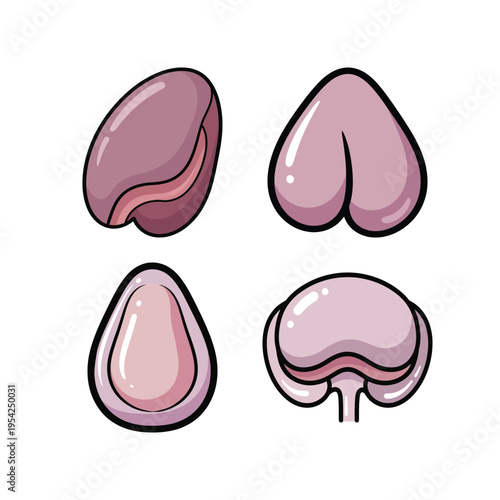 Human Organ Anatomy Illustration Set with Kidney, Bladder, and Internal Body Structures for Education