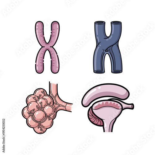 Biology and Medical Illustration Set with Chromosomes, Lung Alveoli, and Reproductive System for Education