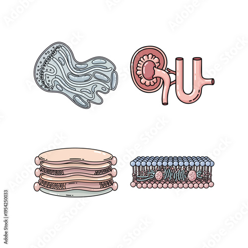 Cell Biology and Medical Illustration Set with Endoplasmic Reticulum, Kidney, and Cell Membrane Structure