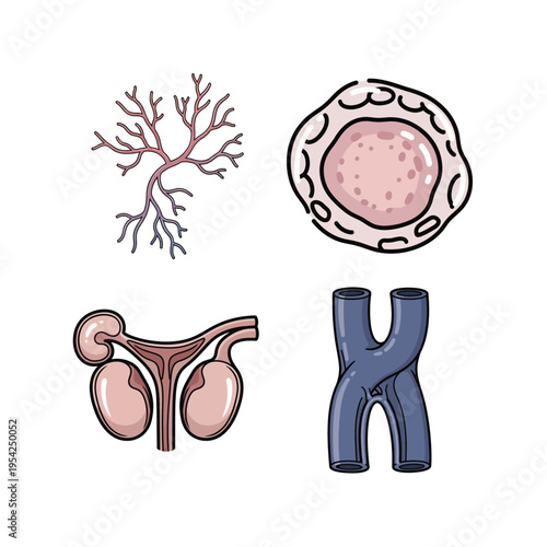 Biology and Medical Illustration Set with Neuron Cell, Human Cell, Male Reproductive System, and Chromosome