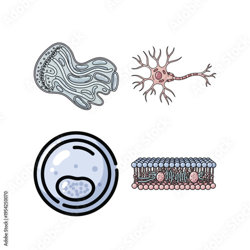 Cell Biology and Neuroscience Illustration Set with Neuron, Cell Structure, and Membrane Diagram for Education