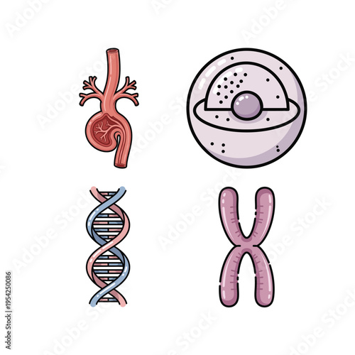 Biology and Medical Illustration Set with DNA Helix, Chromosome, Human Cell, and Kidney for Education
