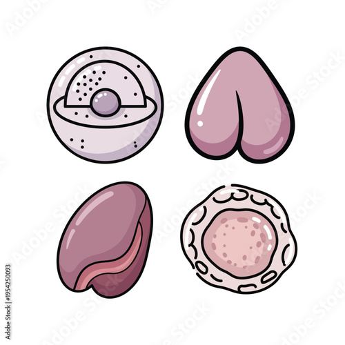 Human Cell and Organ Illustration Set with Cell Structure, Organelle, and Internal Anatomy for Education