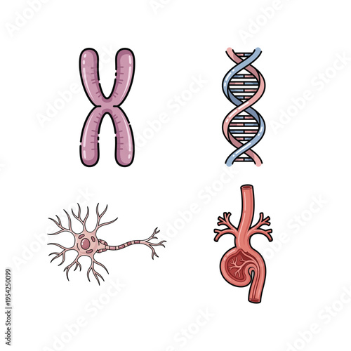 Biology and Medical Illustration Set with DNA Helix, Chromosome, Neuron Cell, and Human Kidney for Education