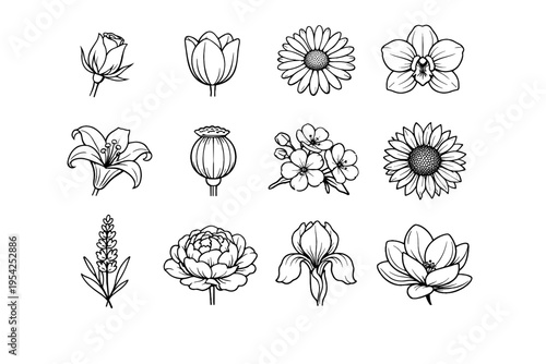 Side orchid flower vector magnolia icon simple cluster iris generation bloom image