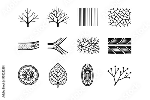 Image reticulate junction grass lateral vector icon cross simple vein primary generation