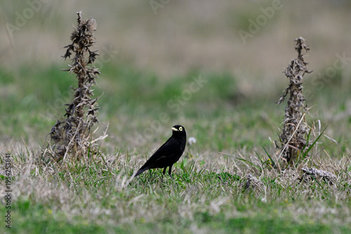 Spectacled Tyrant  in Pampas wetland, La Pampa Province, Patagonia, Argentina.
