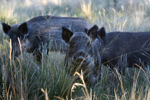Wild boar in Pampas grass environment, La Pampa province, Patagonia, Argentina.