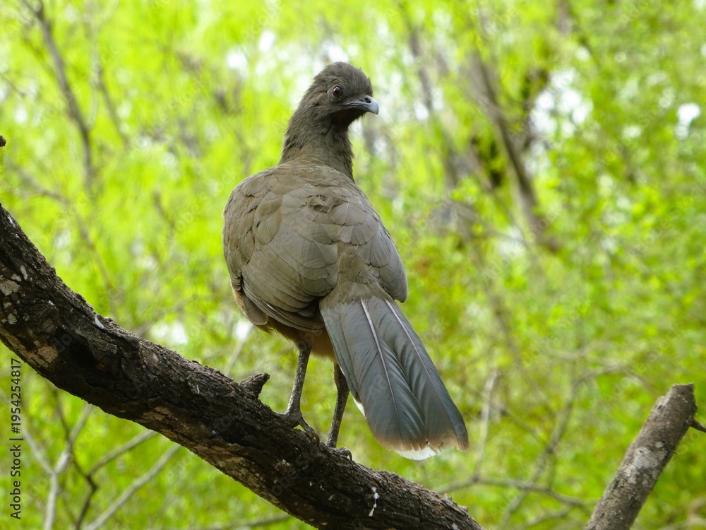 Fototapeta premium Plain Chachalaca (Ortalis vetula) stands on a tree branch in Resaca de la Palma State Park, Texas, USA