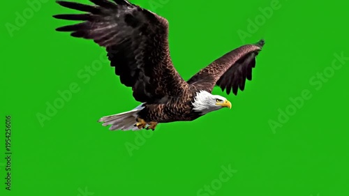 Eagle flying in a smooth motion with outstretched wings on a green background