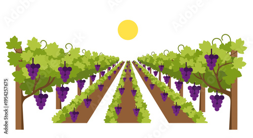 Illustration showcasing a vineyard landscape with rows of grape vines under a sunny sky