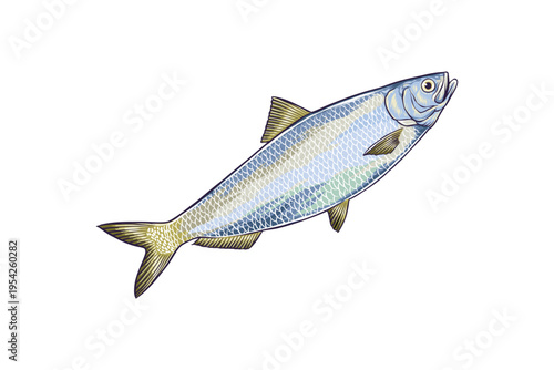 Hand-drawn illustration of a herring fish