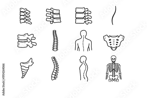 Vertebra coccyx column skeleton image icon cervical vector spine stack simple line
