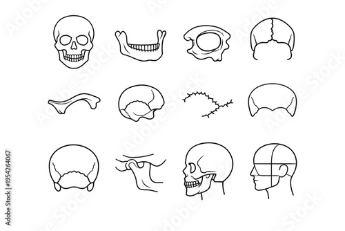 Suture hinge cavity occipital vector outline image simple frontal generation icon bone
