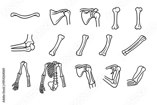 Radius bone generation image icon anatomy scapula simple structure vector forearm arm