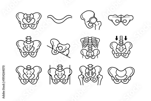 Bearing joint vector pelvic pelvis generation basin image lines link icon simple