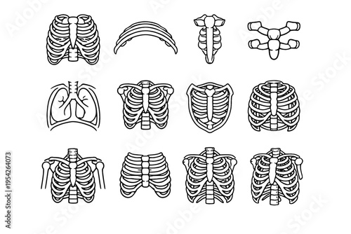 Breathing image cavity torso generation front protective icon simple rib vector sternum