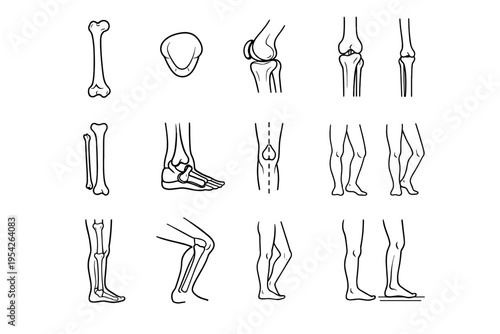 Generation simple ankle icon vector flexion long image axis line weight femur