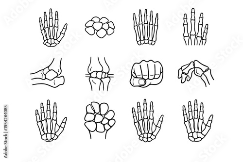 Palm image icon dexterity anatomy bone finger joint vector phalanges generation thumb