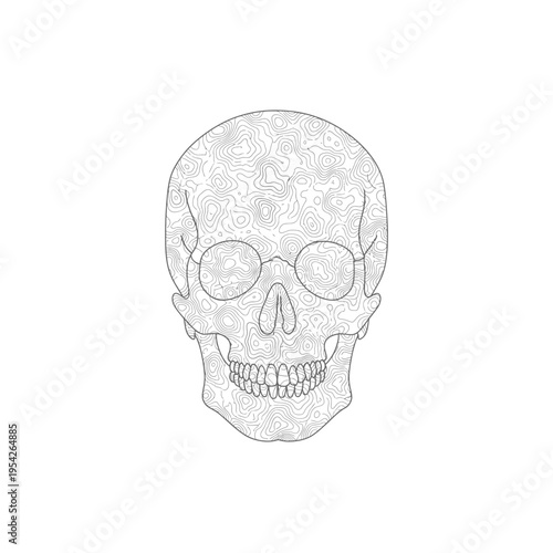 Human skull frontal view with complex topographic line pattern vector illustration