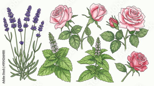 Botanical Illustration Set: Roses, Lavender & Mint for Herbal Products & Design