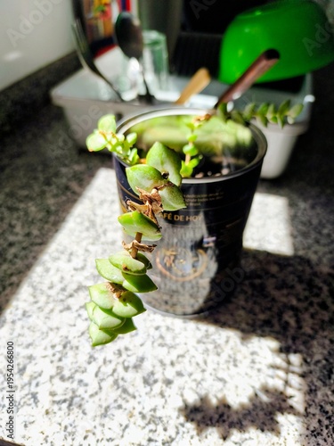 close view of a succulent plant growing inside a recycled metal can. placed in a home kitchen
