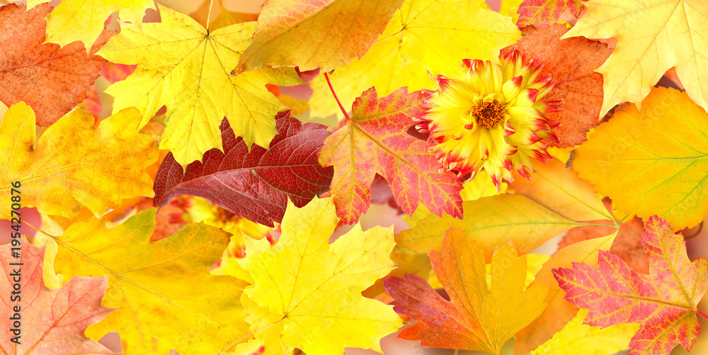 Fototapeta premium Bright autumn leaves as background, banner design. Fall season