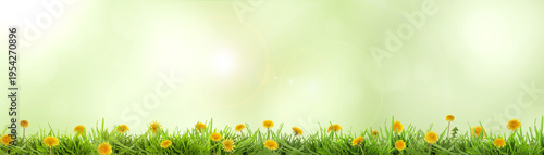 Yellow dandelions growing among lush grass against blurred green background, banner design. Spring season