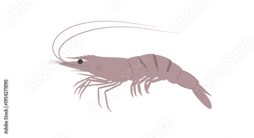 An illustration of a pink shrimp with long antennae is shown swimming in water.
