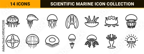 Marine Biology Jellyfish Species Ultra-Minimalist Geometric Outline Icon Set for Scientific Illustration and Aquatic Research Interface Design