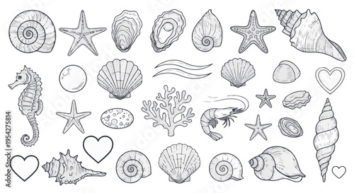 An assortment of intricately illustrated seashells and marine life, a collection of marine-themed graphics with different species. 