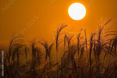 ススキ、夕焼け、朝焼け、夕日、朝日