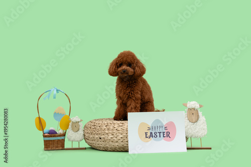 Cute Toy Poodle dog sitting...