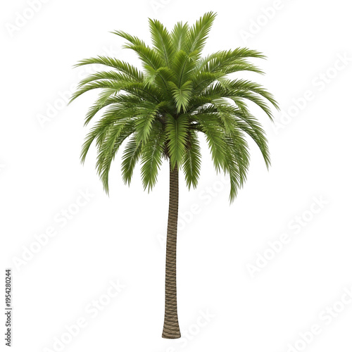 A single palm tree with green leaves isolated on transparent background