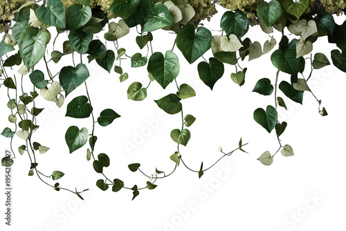 Green ivy leaves and climbing plant vines creating a natural frame, hanging foliage for tropical design with transparent background