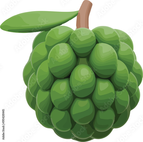 Realistic fresh green custard apple fruit with leaf isolated on white background sugar apple or cherimoya vector botanical illustration.