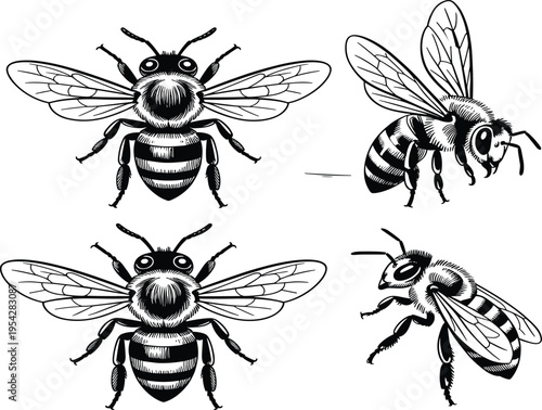 Honey bee vector set, hand drawn vintage honeybee illustrations for honey packaging and nature designs